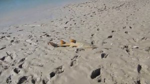 Пилорыл. Тайны глубин.  Загадочная Рыба Пила во всей своей Красе