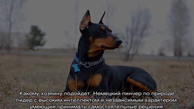 Немецкий пинчер: описание породы, характер смотреть онлайн