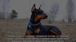 Немецкий пинчер: описание породы, характер
