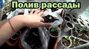 Как часто поливать рассаду