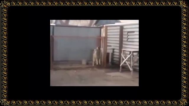 Танцующая собака смотреть онлайн