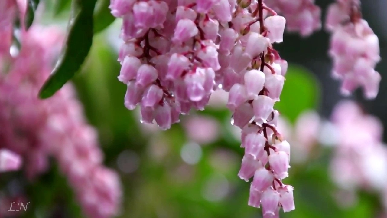 Камиль Сен-Санс - Лебедь... - Camille Saint - Saens Swan