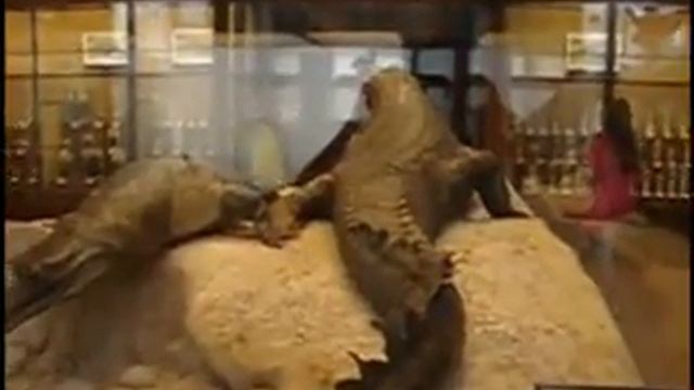 Habsburg bounty at Naturhistorisches Museum Wien смотреть онлайн