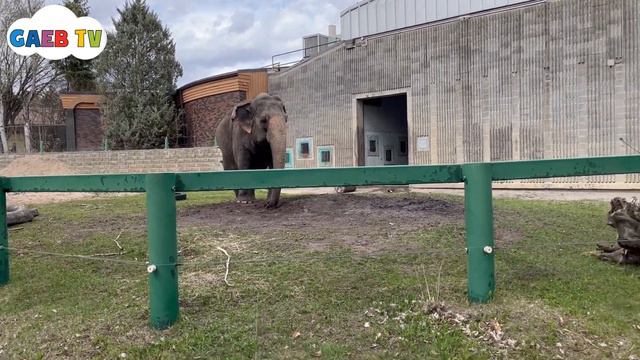 Gaeb Visits The Zoo | Learning Zoo Animals For Kids | Educational Videos For Toddlers смотреть онлайн