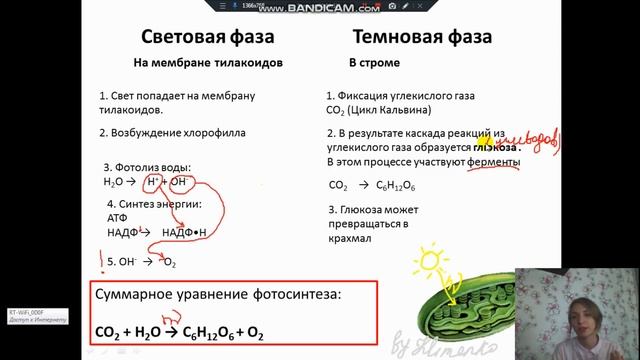 Фотосинтез и хемосинтез (Пластический обмен). Подготовка к ЕГЭ смотреть онлайн