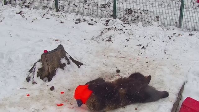 Мансур наводит порядок по-хозяйски ?? Bear Mansur смотреть онлайн