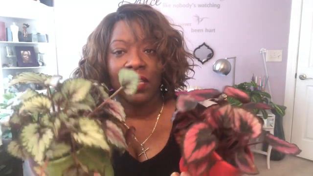 Begonia Rex, 30days Plant talk смотреть онлайн