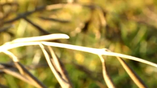 Garden video смотреть онлайн