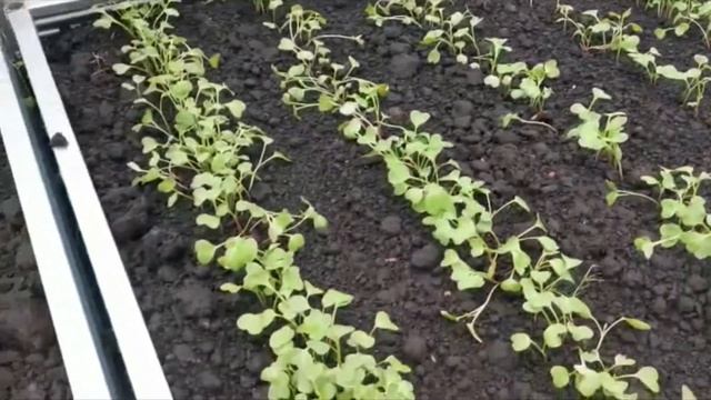 Теплица "Сигма" в сентябре 2021 смотреть онлайн