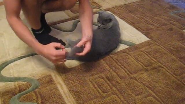 Кот и мышь на резинке. Как сделать игрушку смотреть онлайн