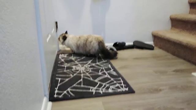 my munchkin kitty Lolli! смотреть онлайн