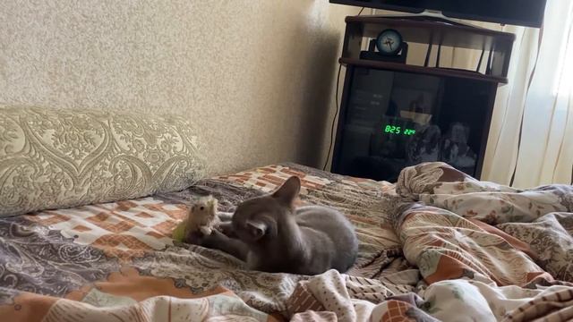 Котенок Бурманской породы! смотреть онлайн