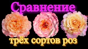 Августа Луиза, Акварель, Ла Вилла Котта. Сравнительный обзор.