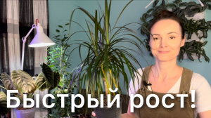 Пересадка драцены. Грунт - состав, пропорции. Подбор горшка. Обрезка корней. Дневник садовода