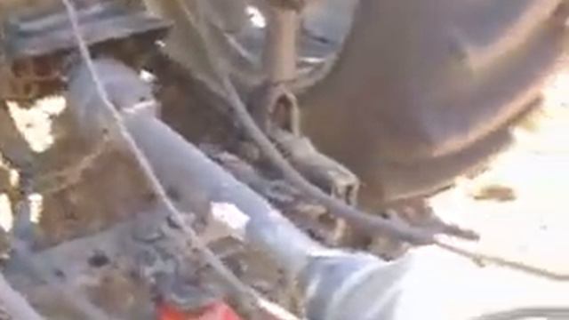 Даешь семечки! смотреть онлайн