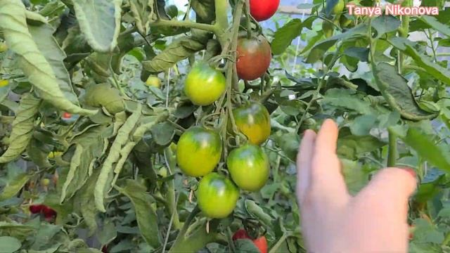 ТОМАТ ДЕ БАРАО ЦАРСКИЙ. ОБЗОР КУСТА И ПОМИДОР ?. ОЧЕНЬ УРОЖАЙНЫЙ СОРТ. смотреть онлайн