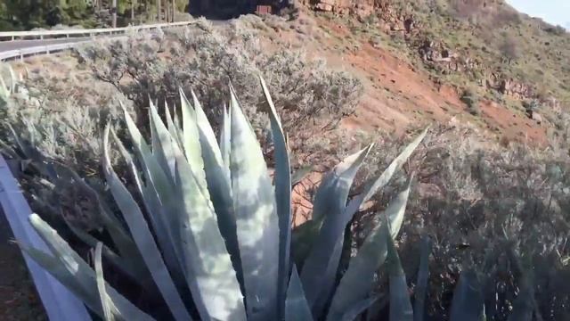 Канарские острова. Гран Канария. Gran Canaria (Islal Canarias). La Vida Loca! (11)