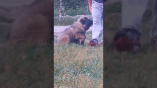 Кавказята,3 месяца смотреть онлайн