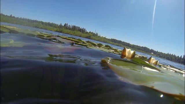 Танцы бликов и кувшинок. Белое озеро. Николаевский район, Ульяновская область. смотреть онлайн