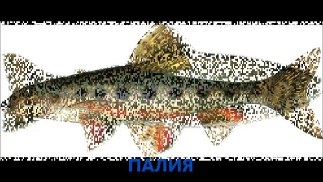 РЫБЫ ОНЕЖСКОГО ОЗЕРА смотреть онлайн