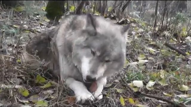 WC Video - 20 October 2012 - Luna X-Rays смотреть онлайн