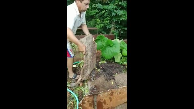 Свежий урожай 2020 "Sweet potato" Батата за 3 месяца смотреть онлайн