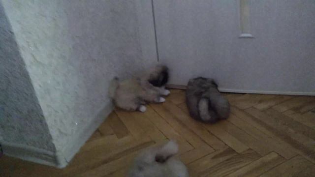 Щенки Плюши - Пушистая милота =) Пекинесы атакуют.. смотреть онлайн