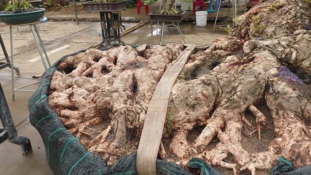 Syzygium cumini bonsai, unique bonsai tree смотреть онлайн