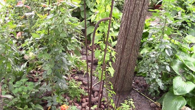 Азарина замечательная лиана.  Второй год  замечательное развитие.