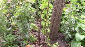 Азарина замечательная лиана.  Второй год  замечательное развитие.