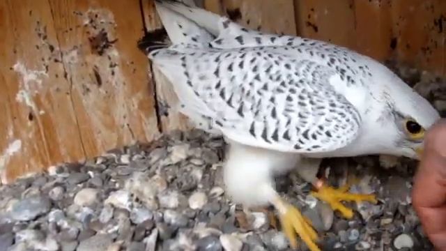 кречет запрошуе гніздться .кречет приглашает загнездится.gyrfalcon invites signeddataMOV09672 смотреть онлайн