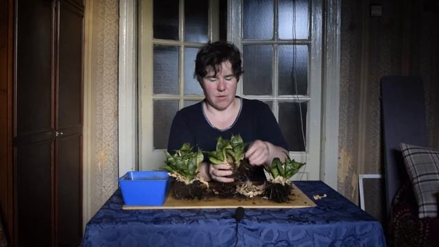 Сансевьера, сансевиерия, как пересадить