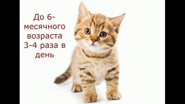 Сколько раз в день кормить кошку? смотреть онлайн