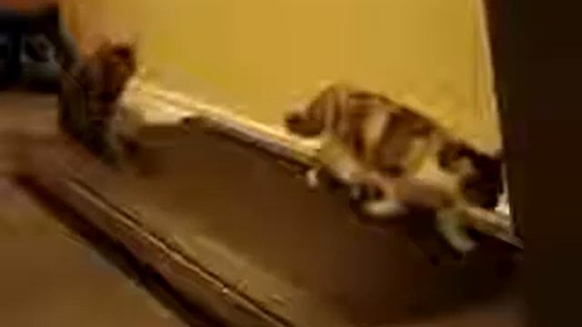 Кошки На Беговой Дорожке смотреть онлайн