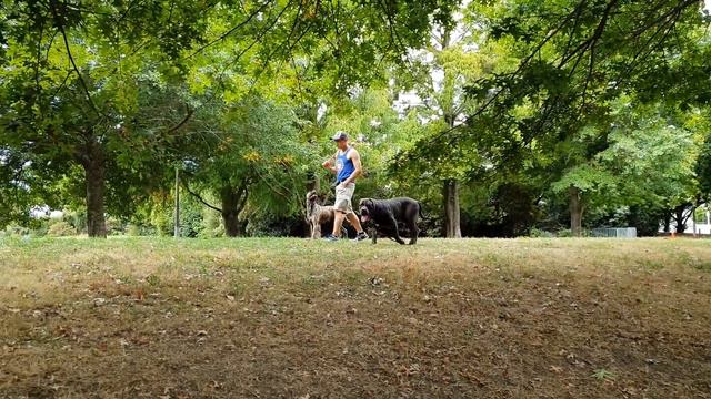 Top 7 Reasons CANE CORSO is a Superior Dog Breed смотреть онлайн