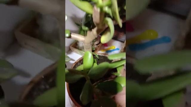 спасаем денежное дерево с мусорки, пересадка. часть 7 смотреть онлайн