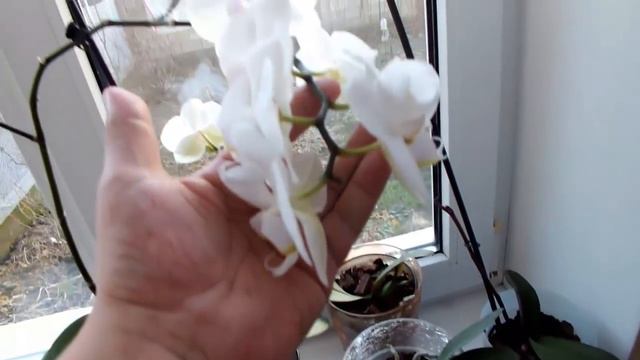 Цветение орхидей в январе Flowering of orchids in January смотреть онлайн