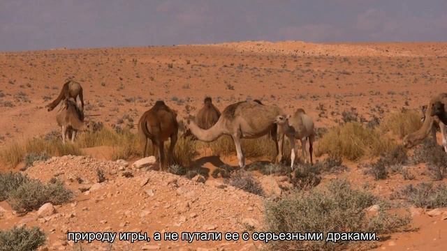 Оказалось, что гиены умеют предупреждать стаю о своем намерении “шуточно подраться” смотреть онлайн