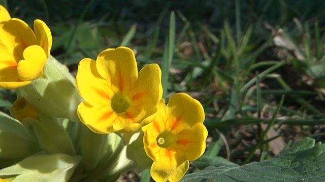 Tavaszi kankalin (Primula veris) смотреть онлайн