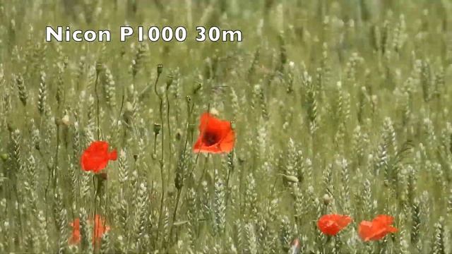 Nikon P1000 vs Panasonic Lumix DMC TZ80 смотреть онлайн