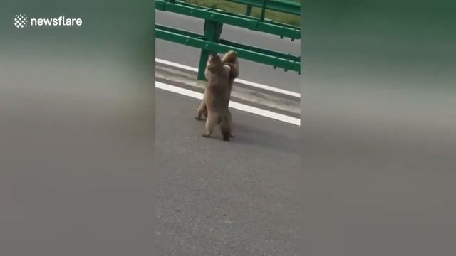 Разборка двух бобров смотреть онлайн