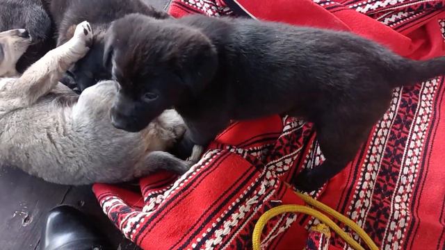 Девочка лабрадор смотреть онлайн