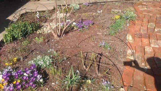 Личный садовый архив. Апрель 2022. Цветут крокусы смотреть онлайн