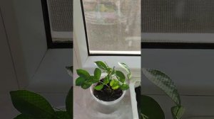 укореняю мурайю