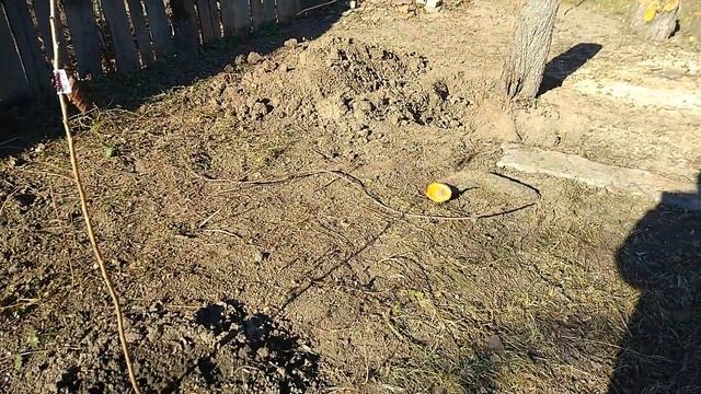 СТАРЫЙ ЗАПУЩЕННЫЙ ДОМ, РАСЧИСТИЛИ УЧАСТОК ОТ ЗАРОСЛЕЙ!БАРАХЛО В САРАЕ,НЕ УСПЕВАЕМ ВСКОПАТЬ ОГОРОД. смотреть онлайн
