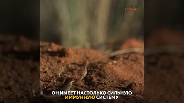 Пушистые лапки. Самый бесстрашный зверь смотреть онлайн