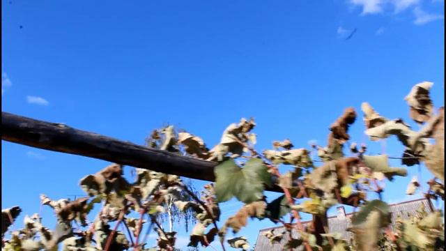 Заморозок 30.09.18. и другие мелочи на винограднике. смотреть онлайн