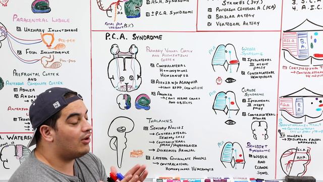 Stroke Syndromes: MCA, ACA, ICA, PCA, Vertebrobasilar Artery Strokes | Pathophysiology