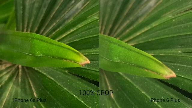 IPhone 6s Plus Vs IPhone 6 Plus Camera Comparison!