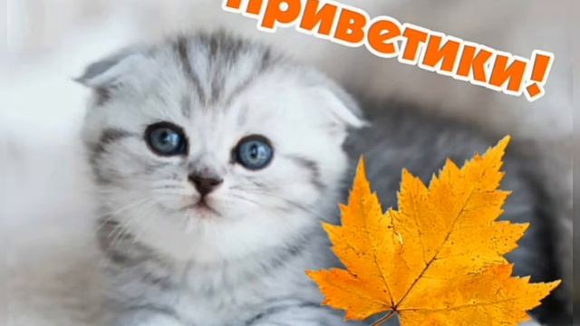 Посвящается кошкам блокадного Ленинграда.1марта всемирный праздник кошек.